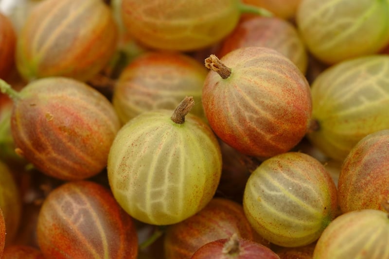 Goji Berries