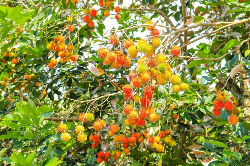 Rambutan